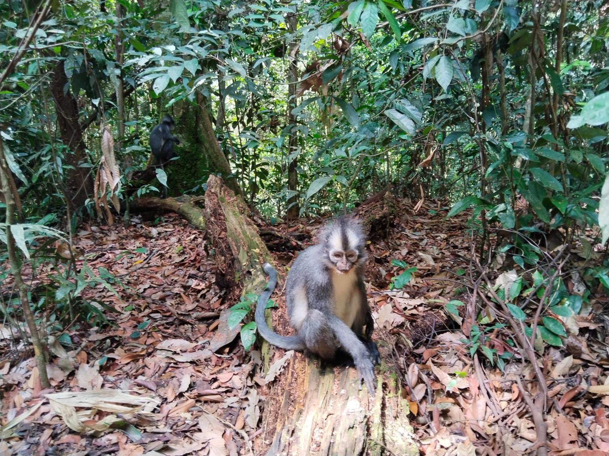Jhony'S Backpacker-Guest House Only Stay Here Book Treking With Us Bukit Lawang Bagian luar foto