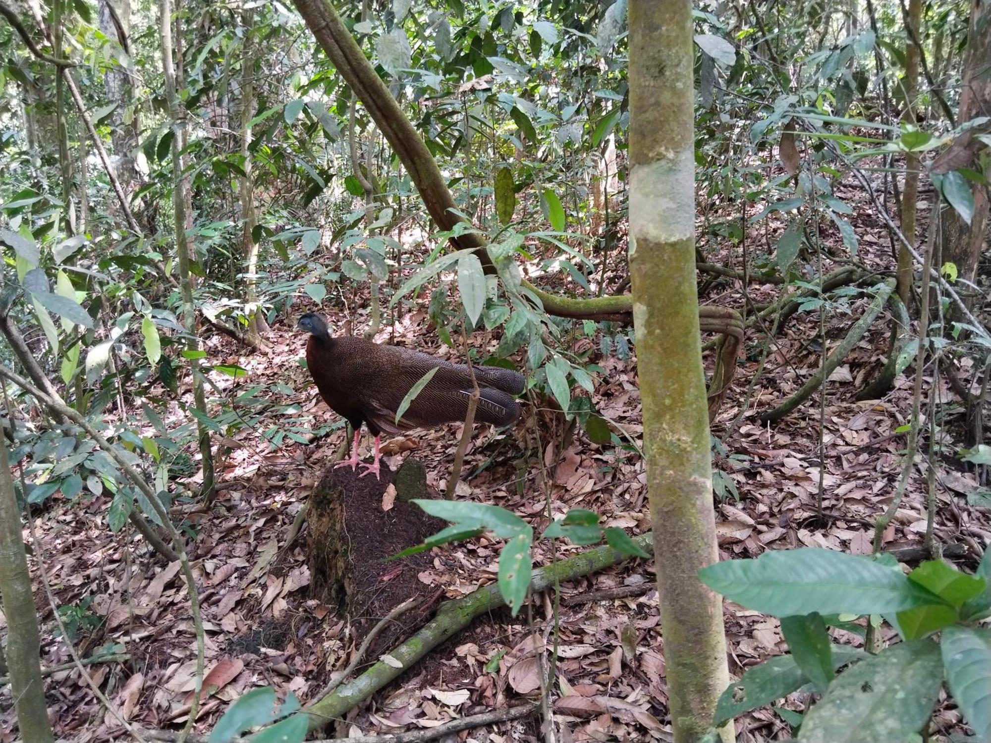 Jhony'S Backpacker-Guest House Only Stay Here Book Treking With Us Bukit Lawang Bagian luar foto